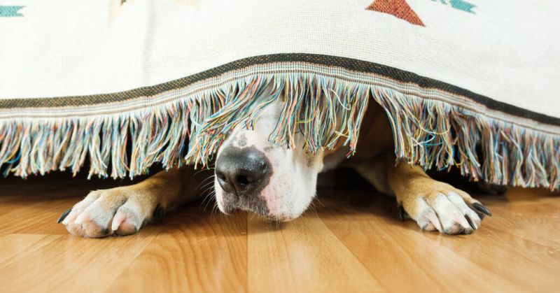 Regular Hide-and-Seek Games