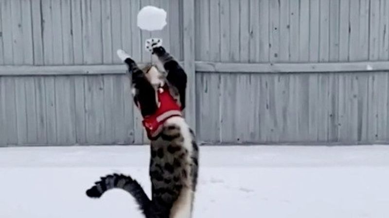 Snowball Play And Exercise
