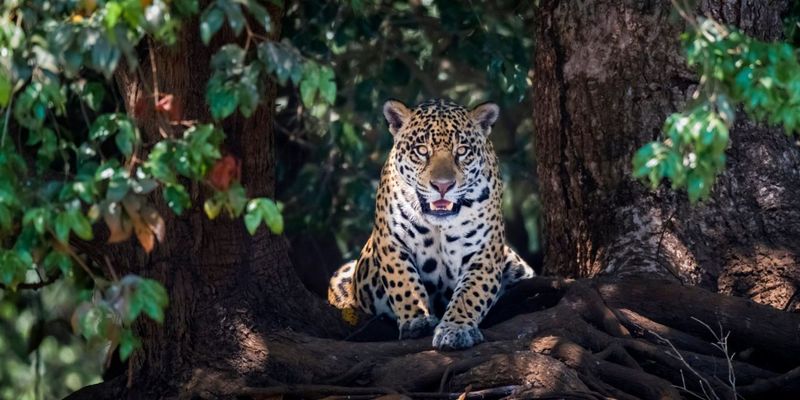 Jaguar