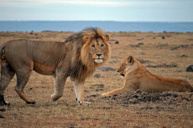 Lion