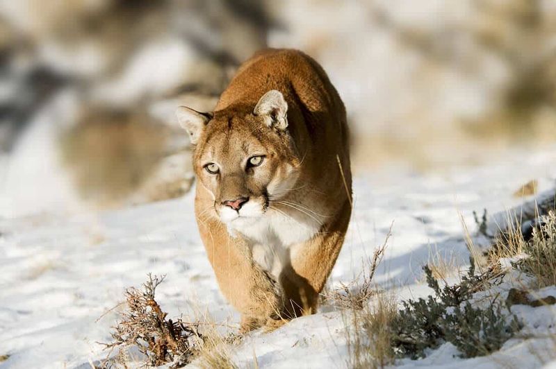 Cougar's Age-Graded Hierarchy
