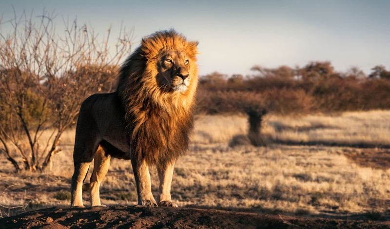 African Lion
