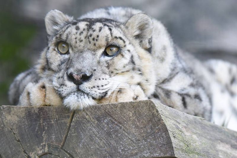 Snow Leopard