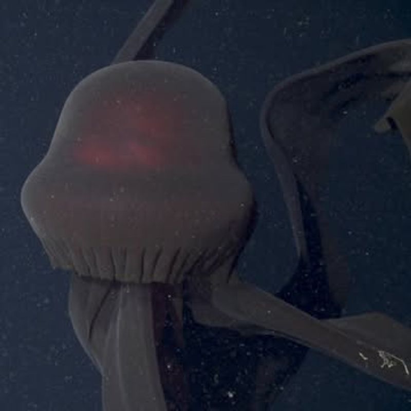 Giant Phantom Jellyfish