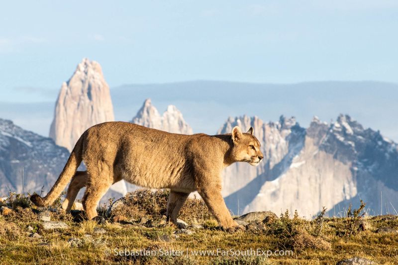 Puma Tracking In Patagonia