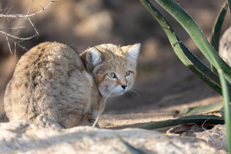 Sand Cat