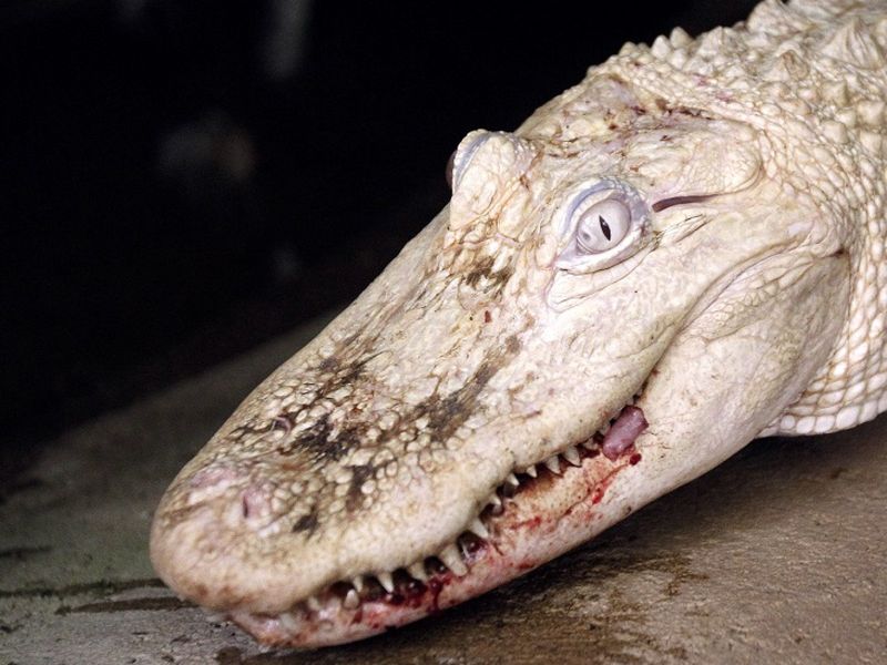 Albino Crocodilian Nightmares