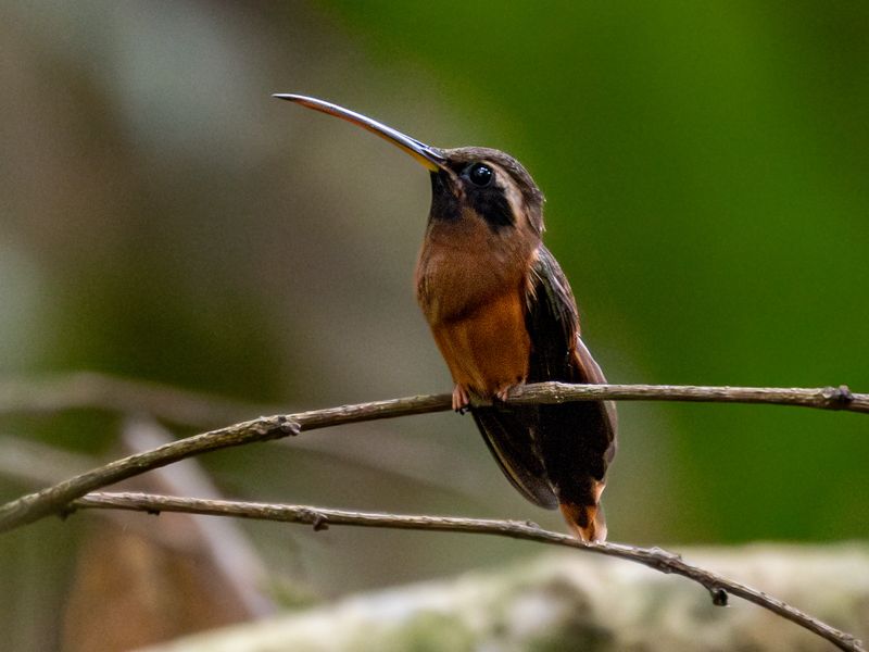 Reddish Hermit
