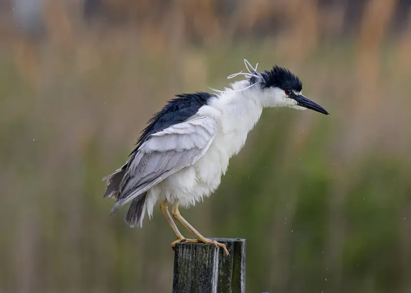 Black-crowned Night Heron – The Twilight Hunter