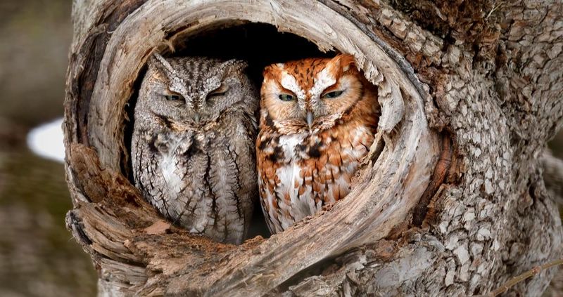 Eastern Screech Owl