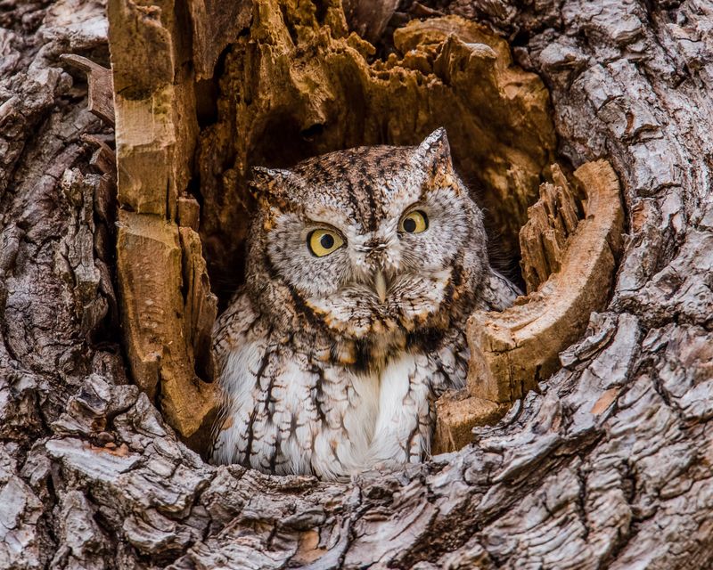 Eastern Screech Owl: The Suburban Camouflage Master