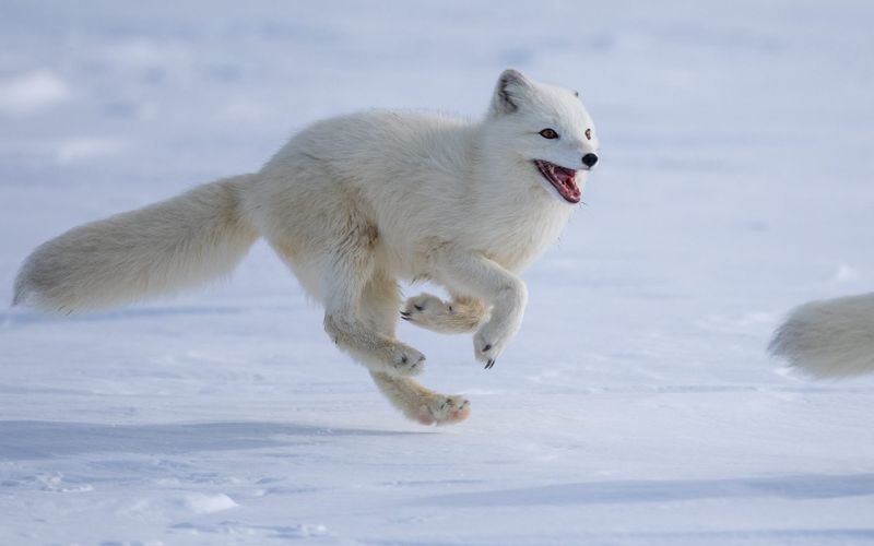 Arctic Foxes' Remarkable Hearing Advantage