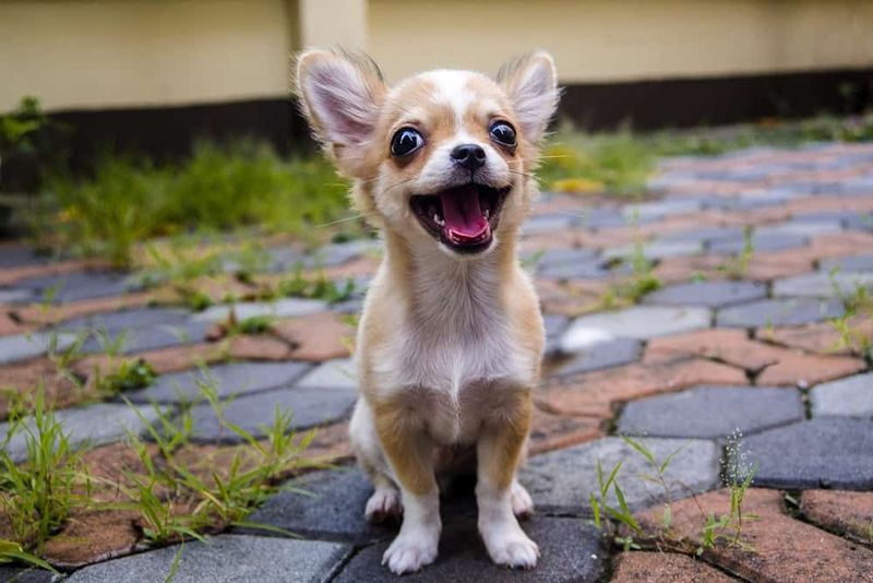 Pocket-Sized Devotion: Chihuahuas