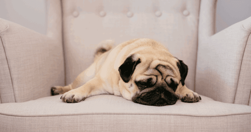 Posh Pugs