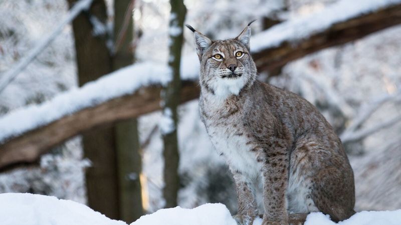 Elusive Canada Lynx