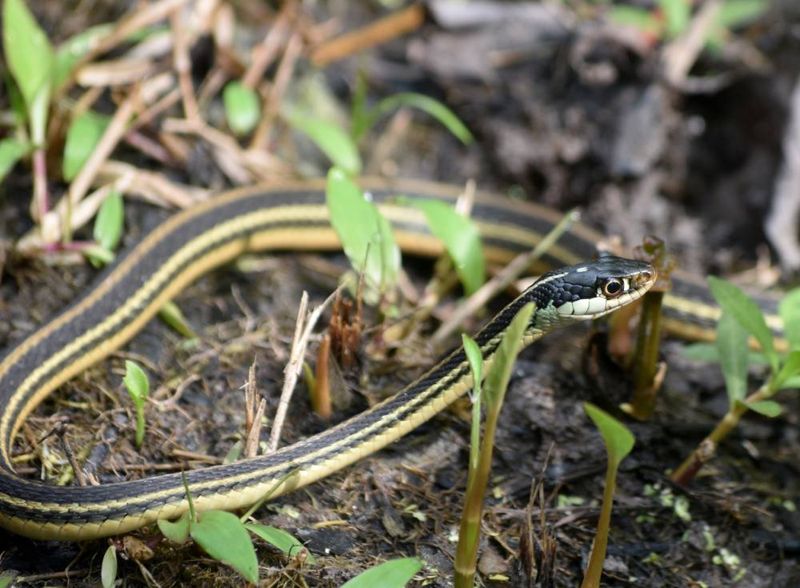 Slithering Past Fears: Snakes