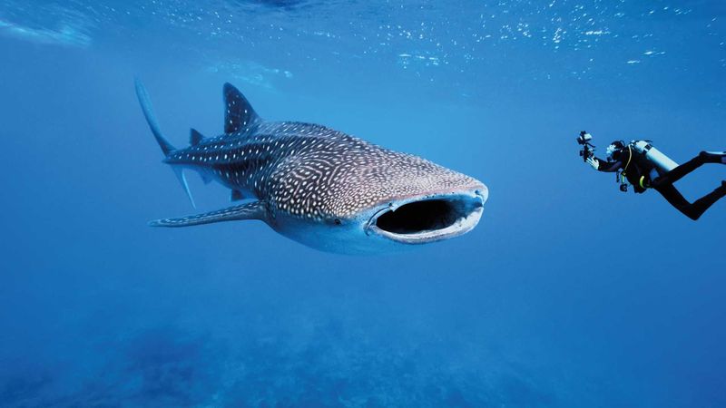 Underwater Ballet: Whale Sharks