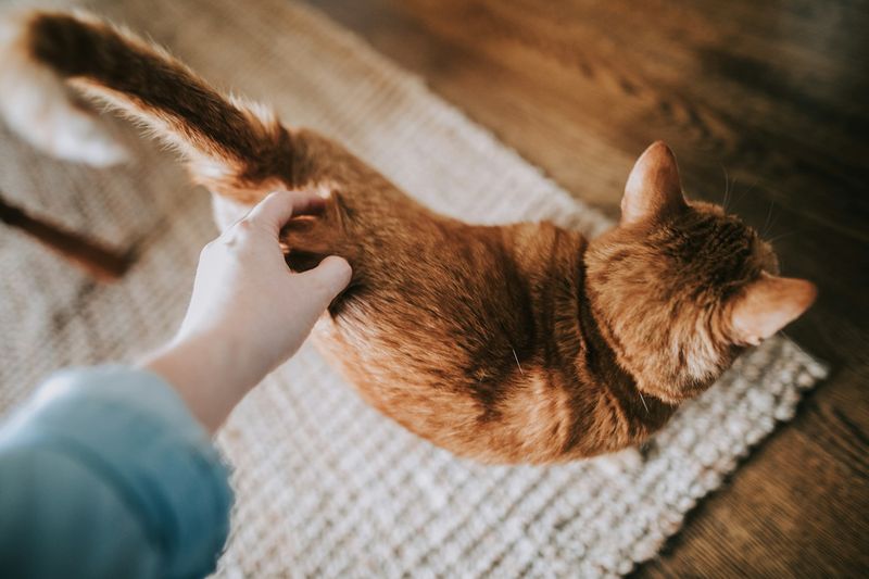 The Role Of Body Language