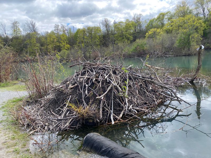 Beaver's Engineering Marvel