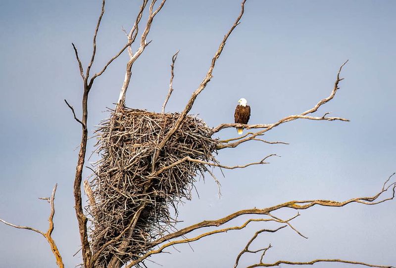 Bald Eagle's Skyscraper Nest