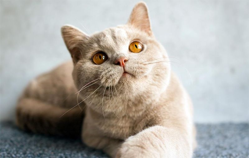 Bookworms: British Shorthair For Contemplative Thinkers