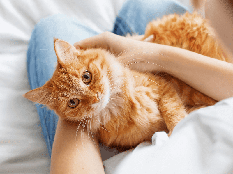 Hormonal Balance Helper