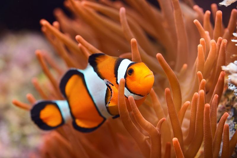 Stress Hormones Inhibit Growth