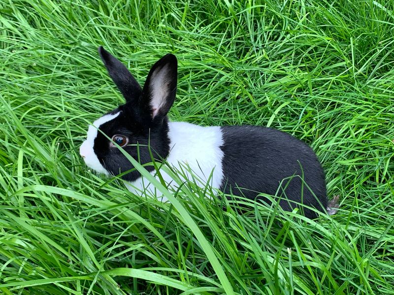 Record-Breaking Rabbit Longevity