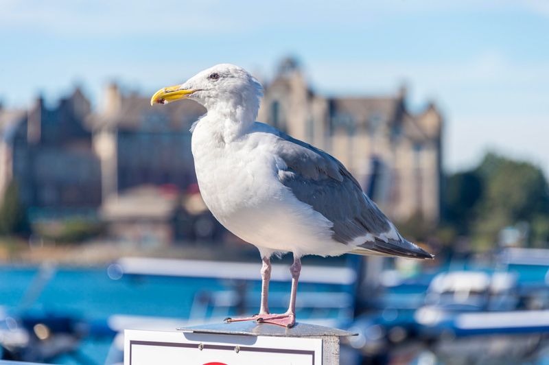 Resourceful City Slickers: Gulls