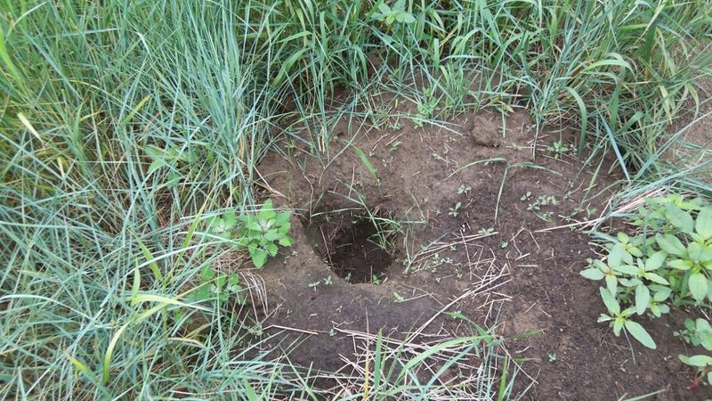 Burrow Design