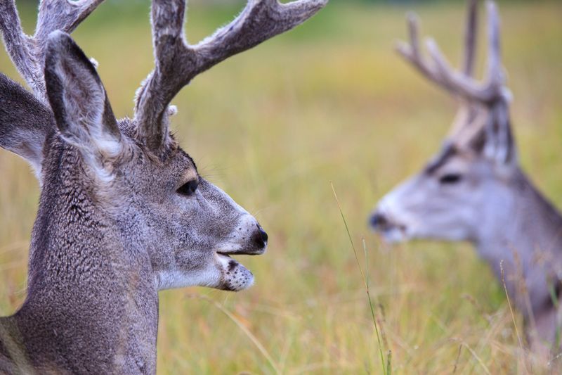 Scent Marking