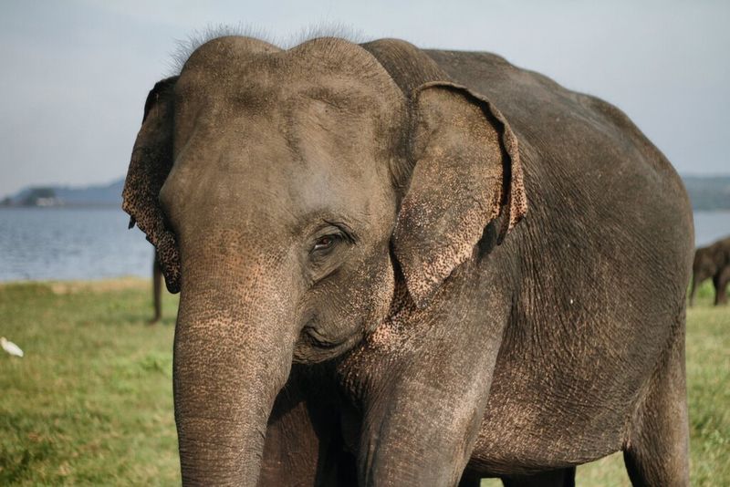 Conservation Status