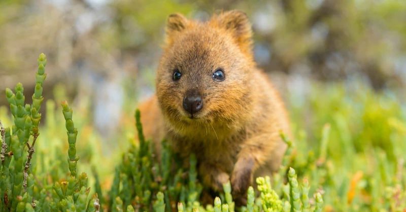 Rottnest Selfie Phenomenon