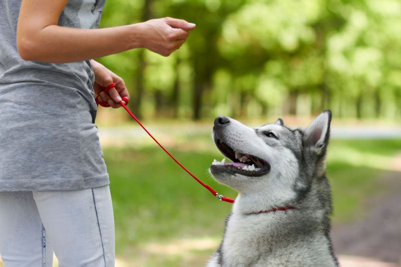 Training And Commands
