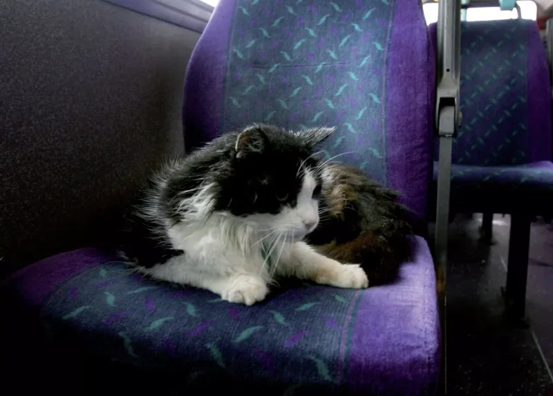 Casper: The Bus-Riding Explorer