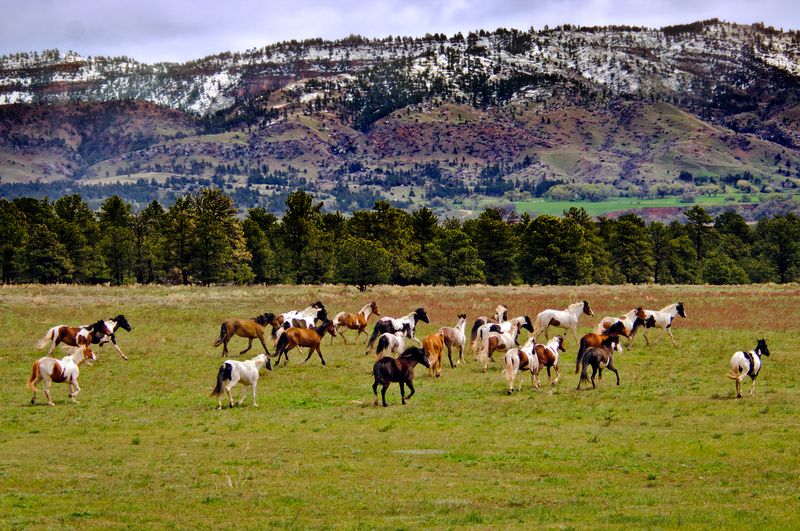 Black Hills Wild Horse