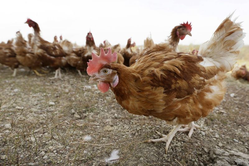 Avian Diseases
