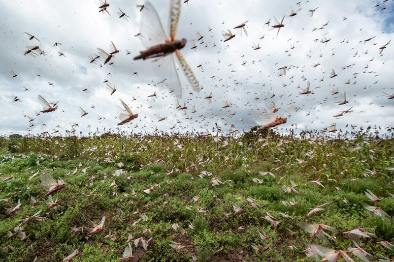 Insect Plague Emergence