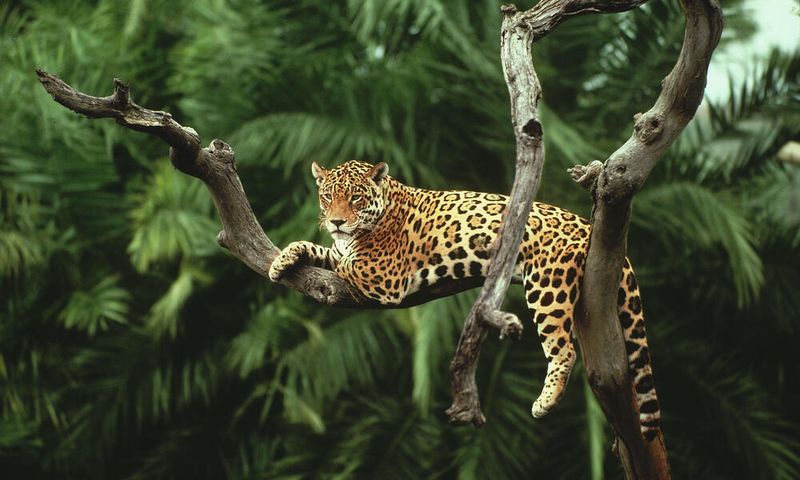 Evolutionary Pressure Restoration