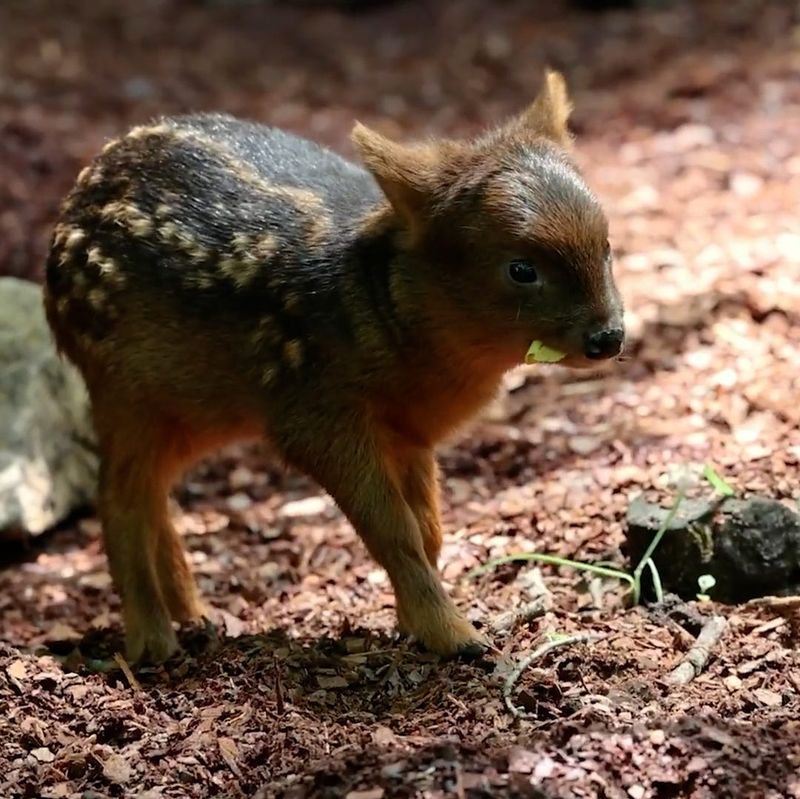 Excellent Camouflage