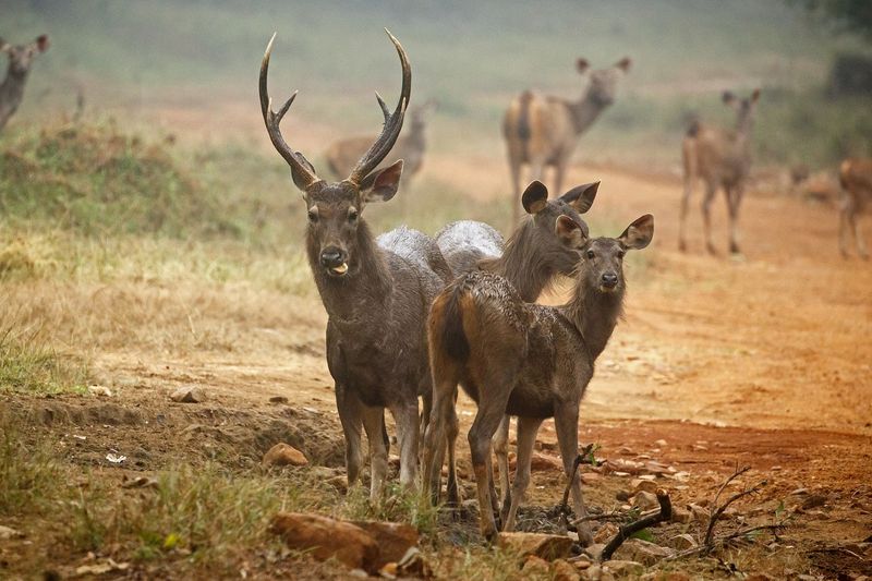 Extended Breeding Season