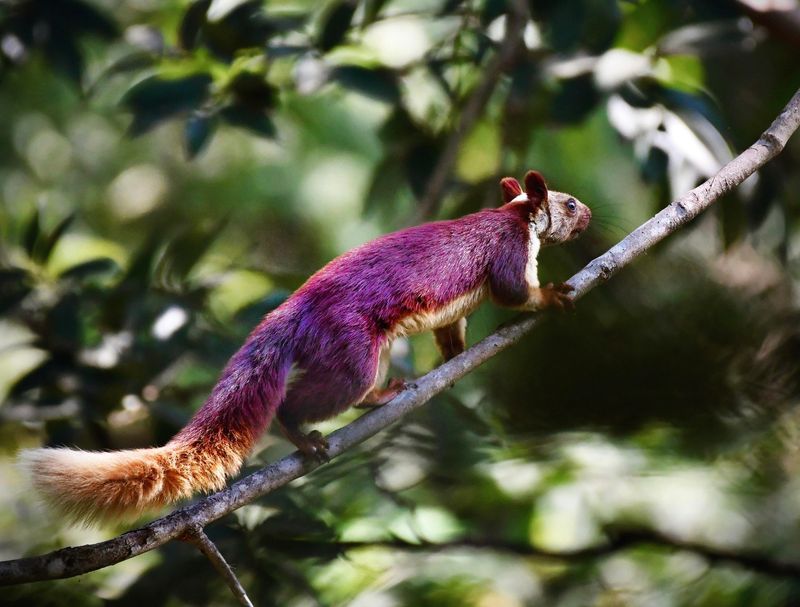 Endangered Beauties