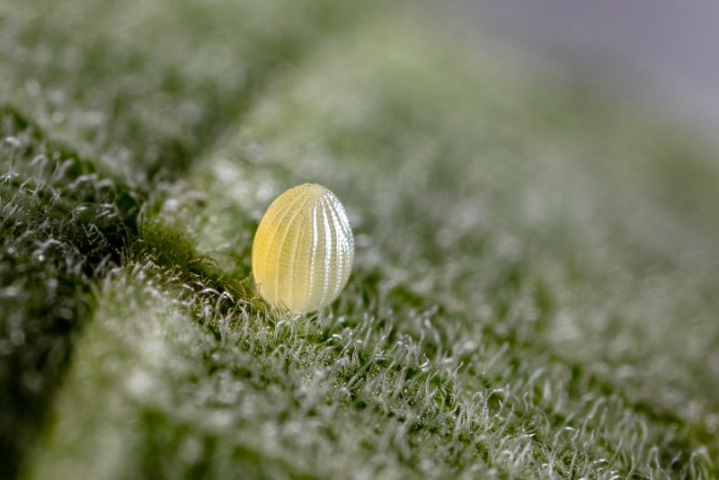 Tiny Cream-Colored Jewels