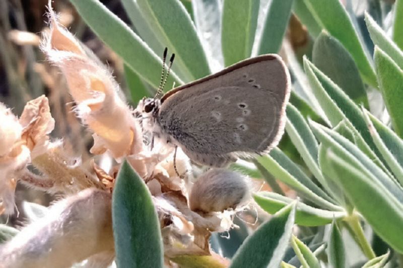Curiously Isolated Hairstreak