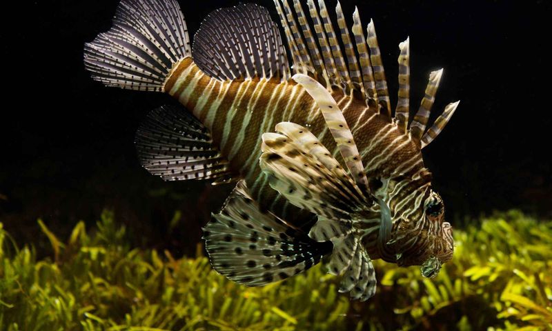 Warm Climates Help Exotic Fish Survive