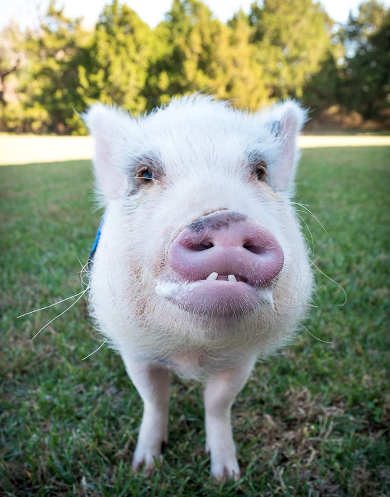 Pig Teeth Have A Similar Shape To Human Molars
