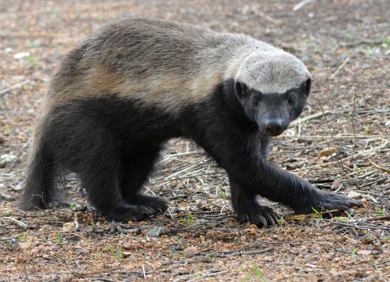 Fierce And Relentless, Badgers Rarely Back Down
