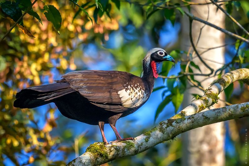 The Black-Fronted Piping Guan Reemerged In Brazil