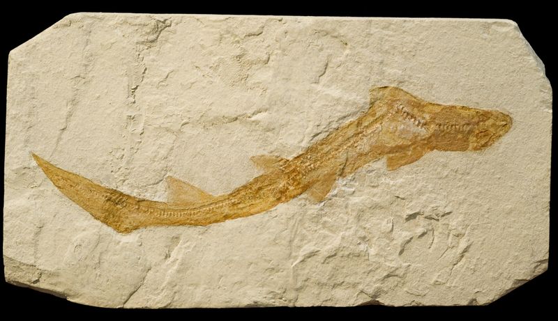 Sharks Have Been Around For Over 400 Million Years