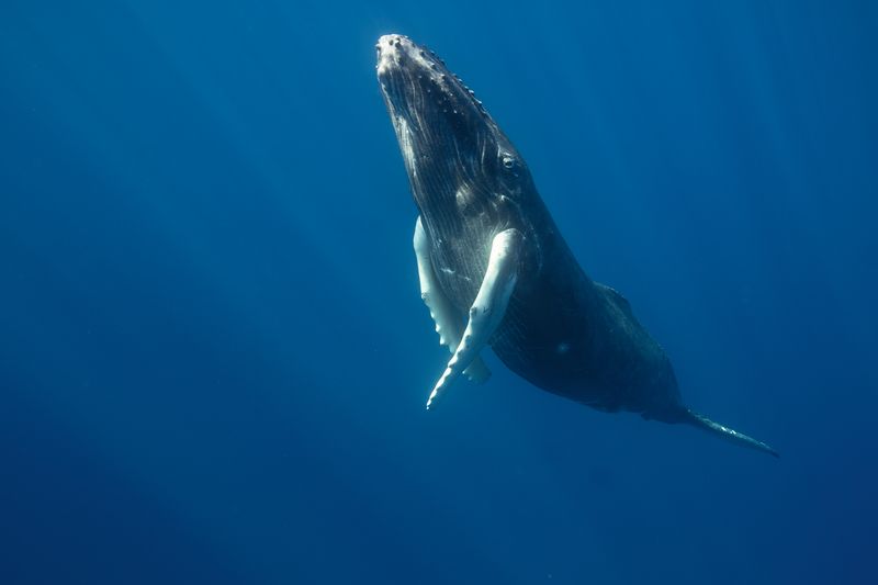 Research Shows Whales Learn Songs From Each Other